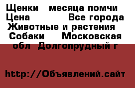 Щенки 4 месяца-помчи › Цена ­ 5 000 - Все города Животные и растения » Собаки   . Московская обл.,Долгопрудный г.